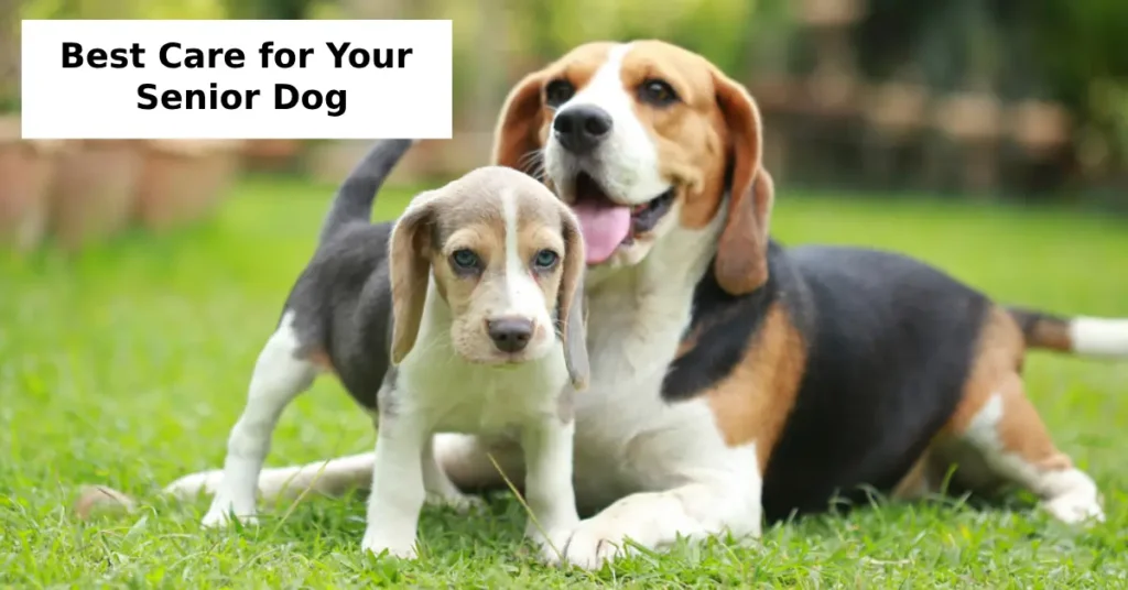 Best Care for Your Senior Dog