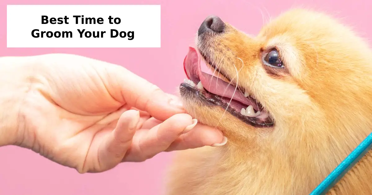 Best Time to Groom Your Dog