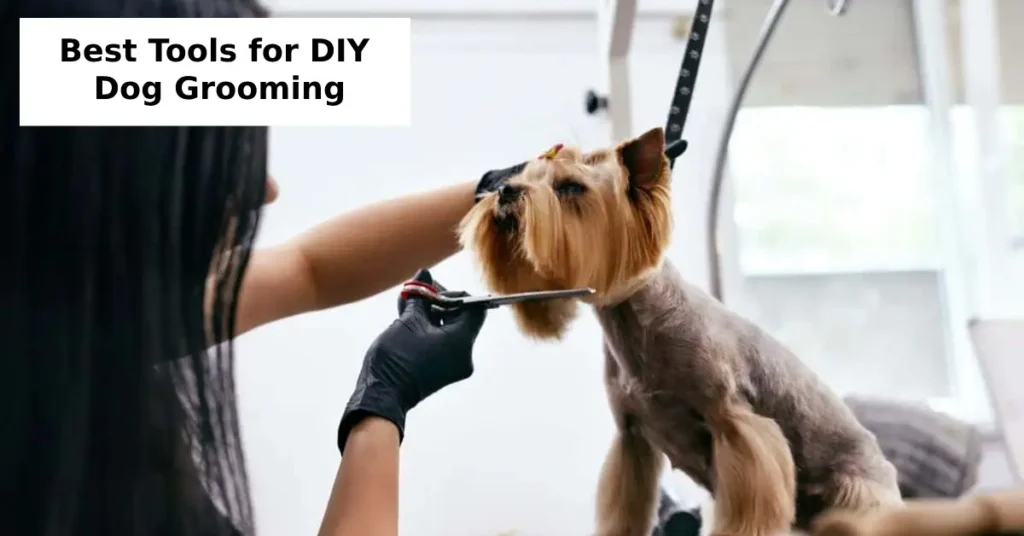 Best Tools for DIY Dog Grooming