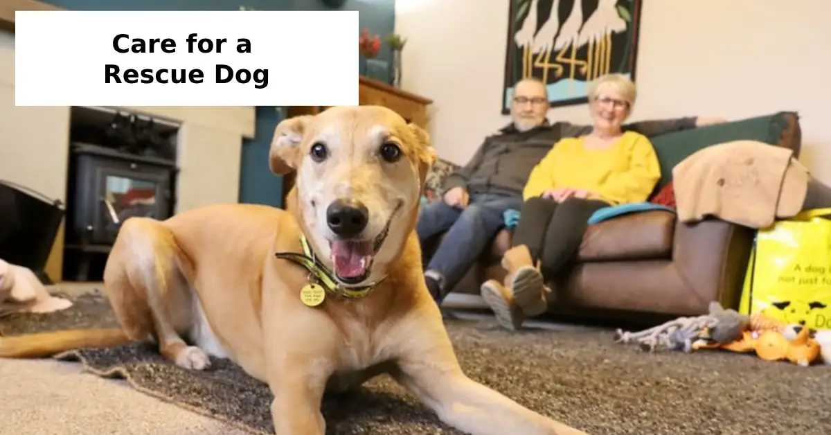 Care for a Rescue Dog