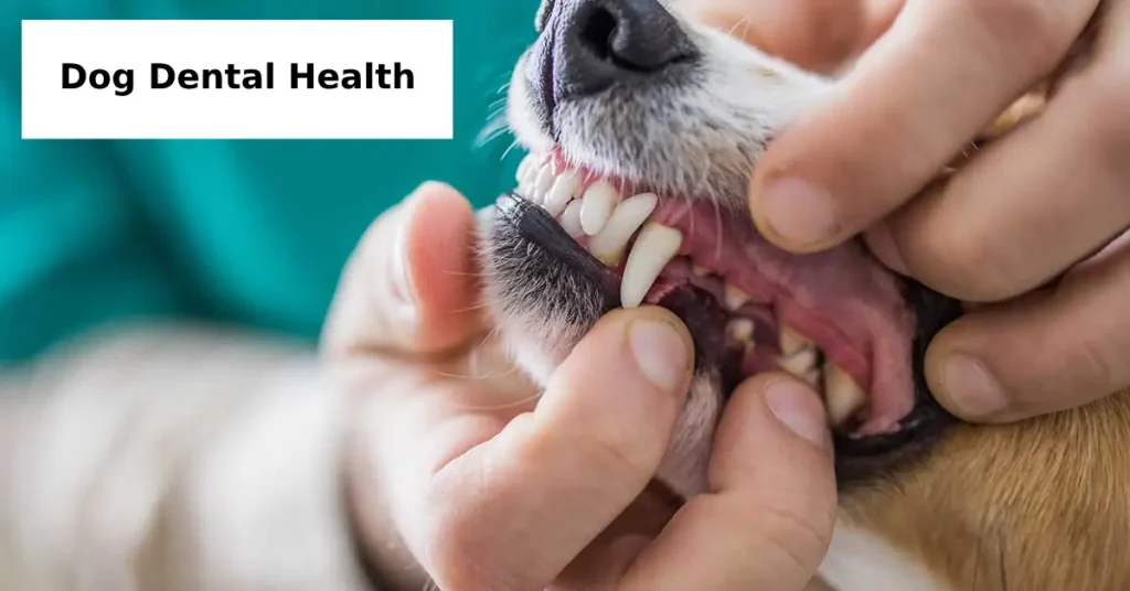 5 Simple Tips for Better Dog Dental Health