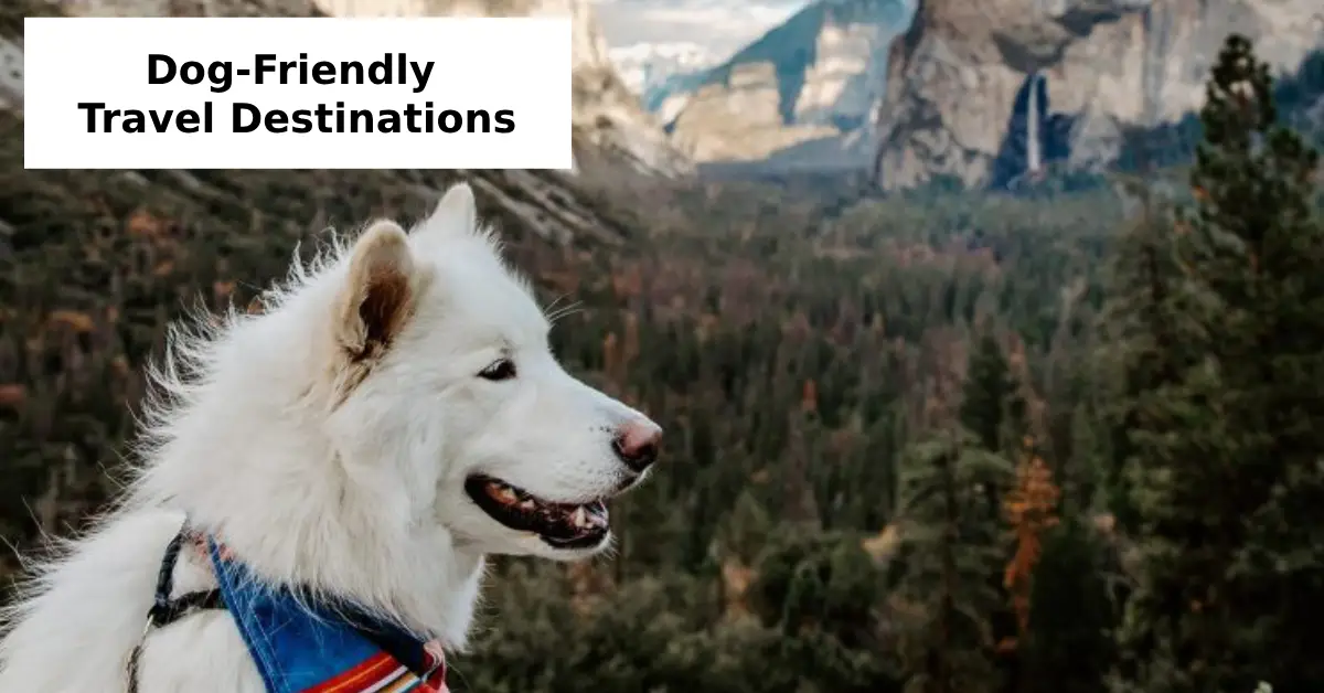 Dog-Friendly Travel Destinations