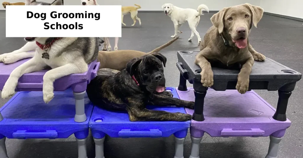 Dog Grooming Schools in the USA