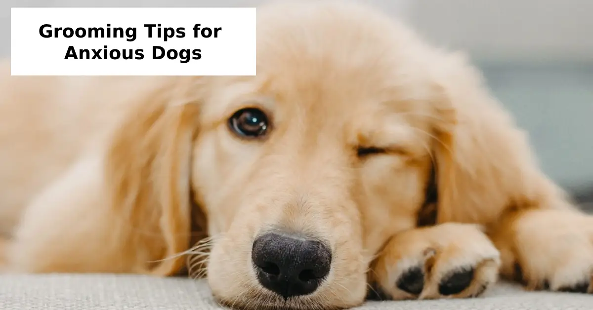 Grooming Tips for Anxious Dogs