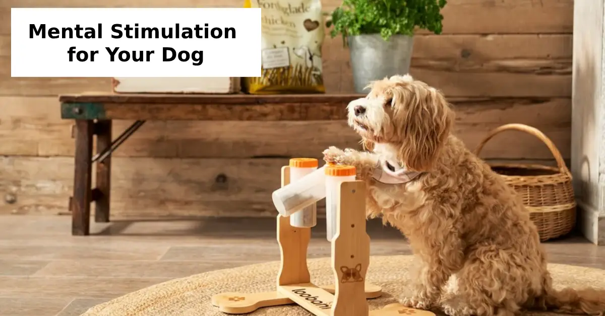 Mental Stimulation for Your Dog