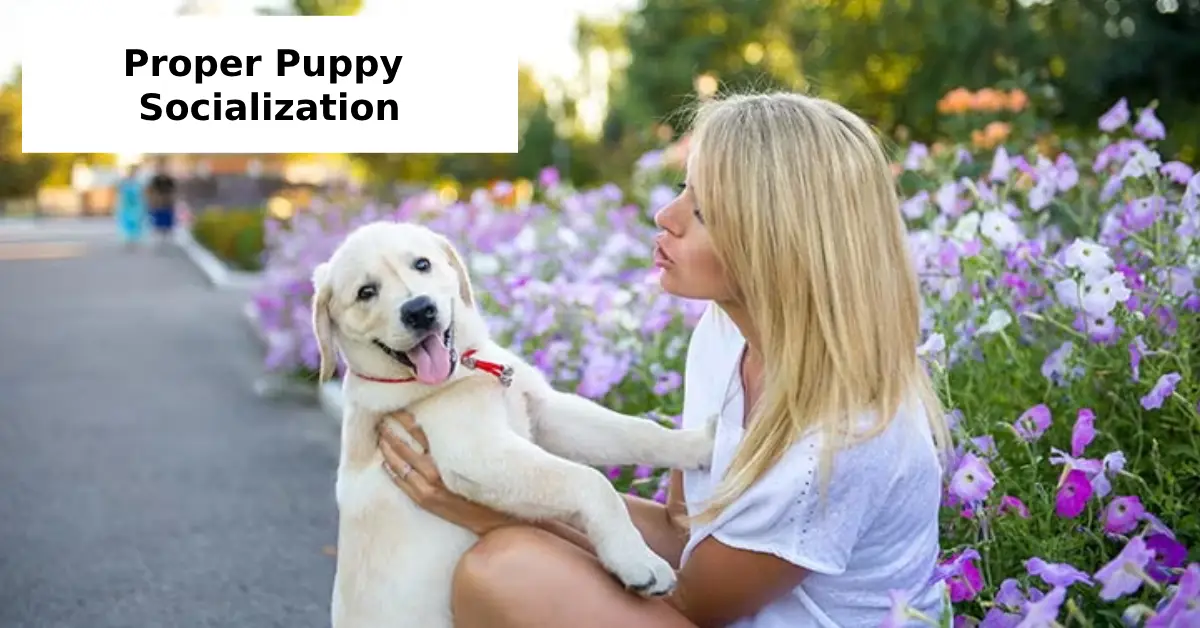 Proper Puppy Socialization