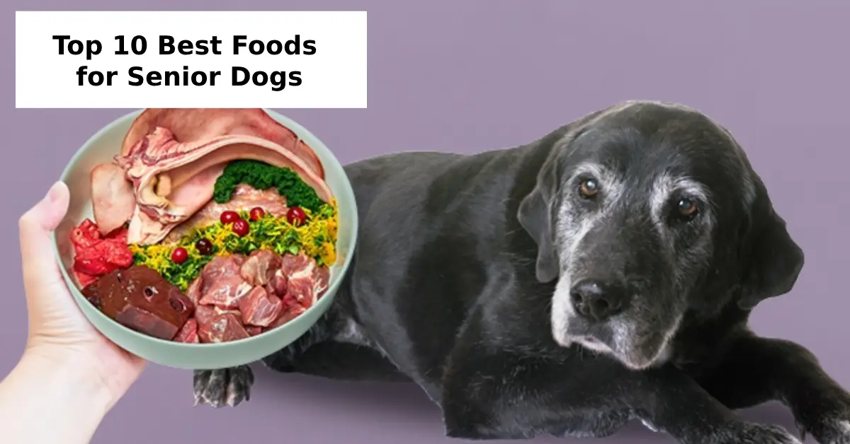 Top 10 Best Foods for Senior Dogs