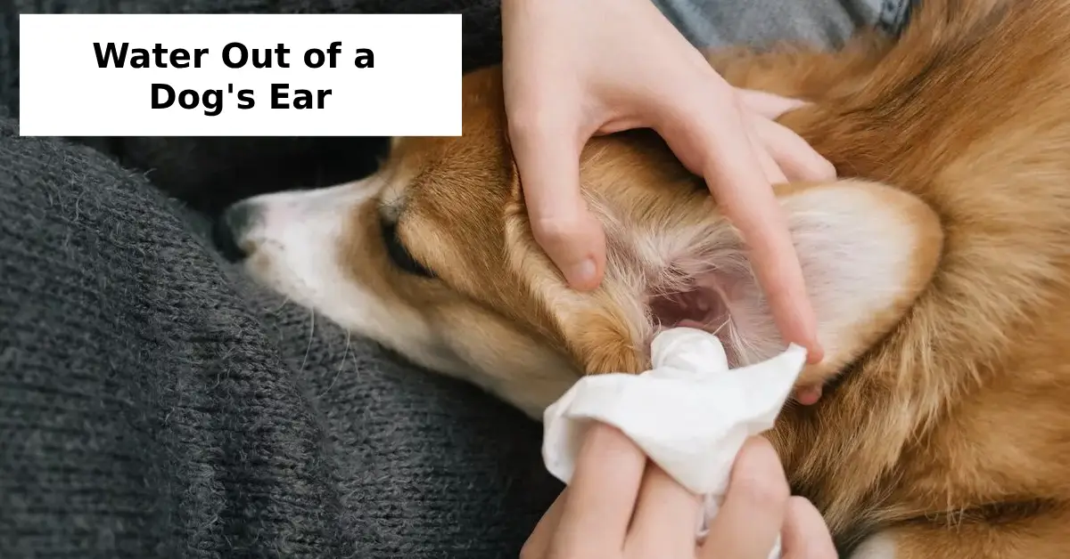 Water Out of a Dog's Ear
