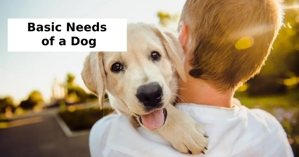 What Are the Basic Needs of a Dog?
