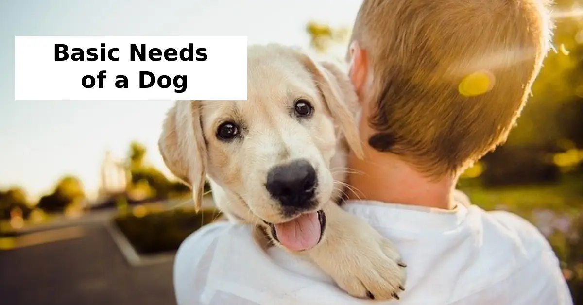 What Are the Basic Needs of a Dog?