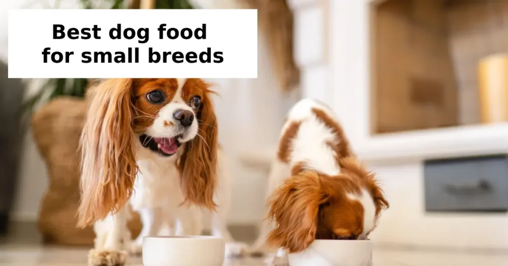 What Are the Best Ingredients for Small Breed Dog Food?