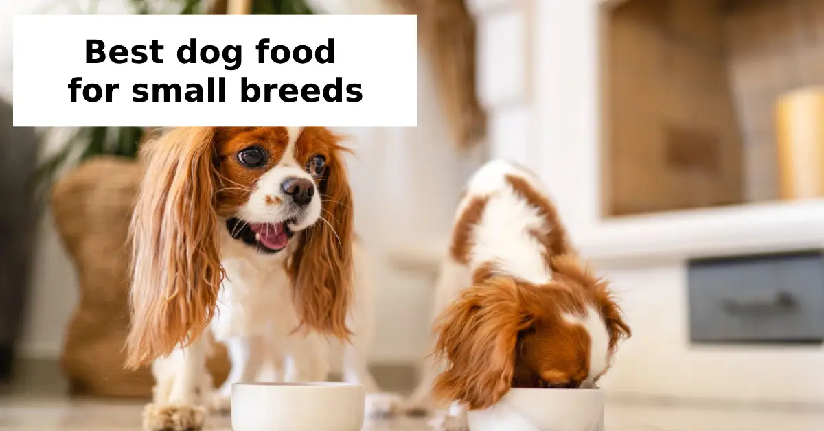 What Are the Best Ingredients for Small Breed Dog Food?