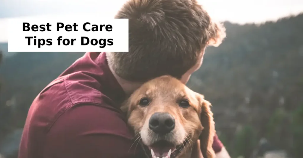 best pet care tips for dogs