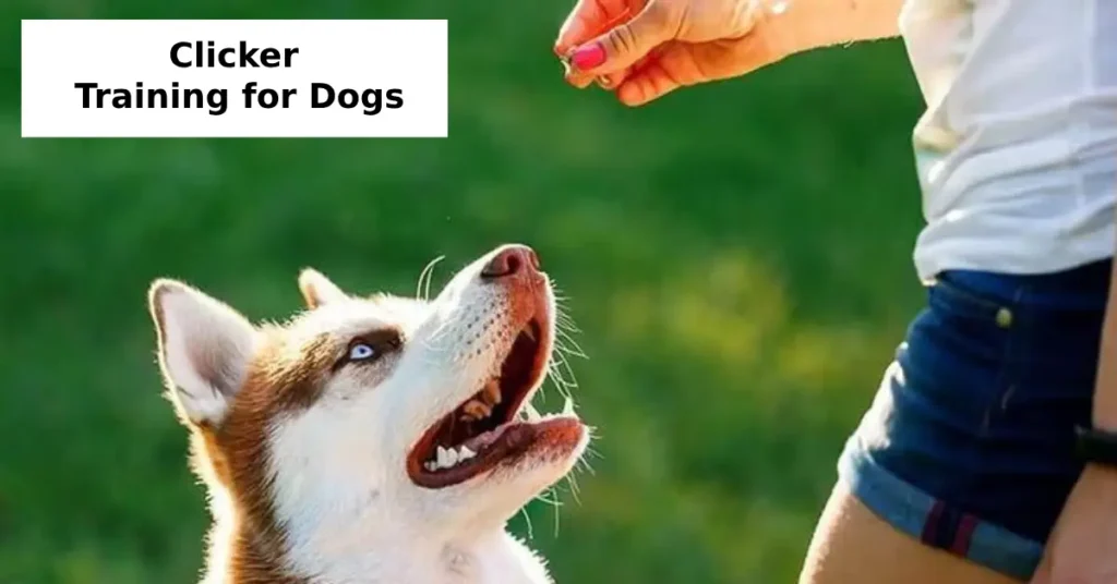 clicker training for dogs