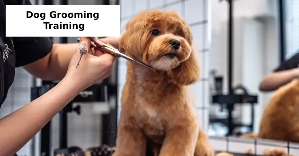 dog grooming training