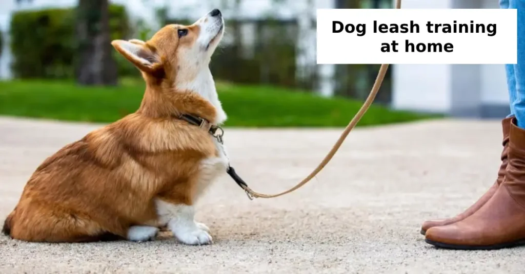 Step-by-Step Guide to Dog Leash Training at Home