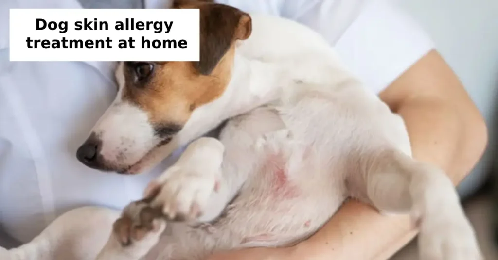 dog skin allergy treatment at home