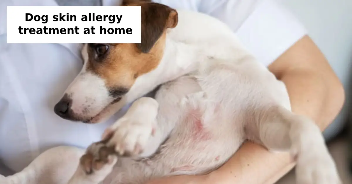 dog skin allergy treatment at home
