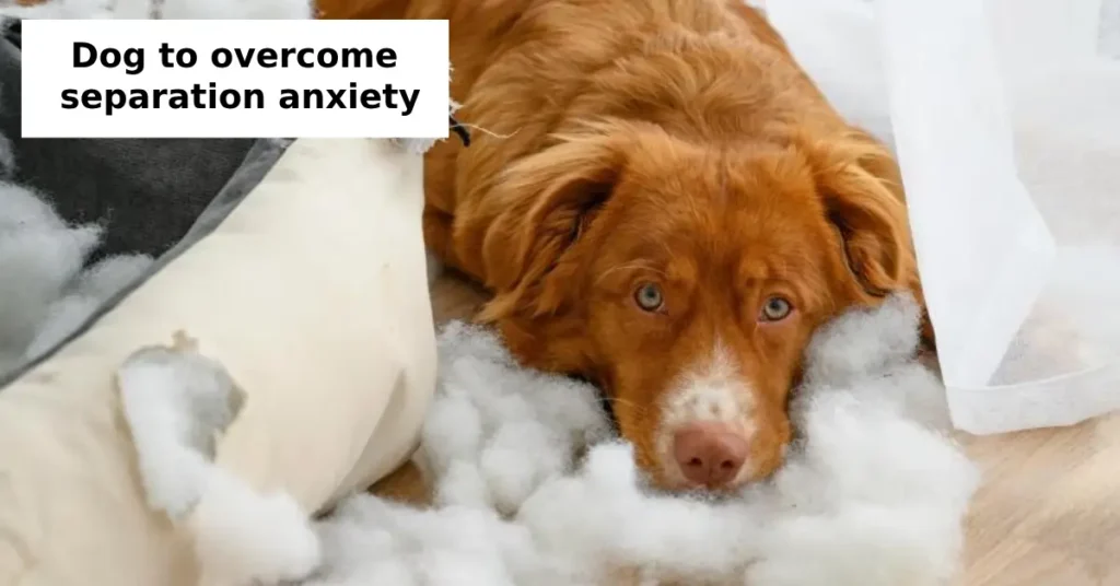 How to Train Your Dog to Overcome Separation Anxiety