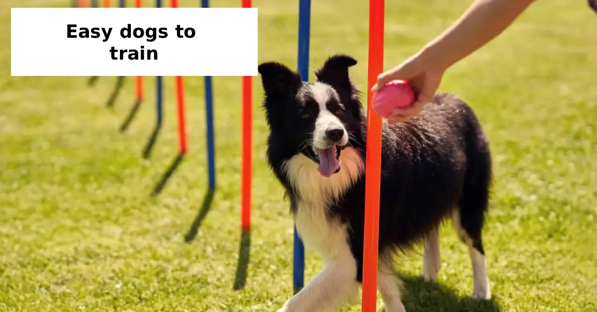 easy dogs to train