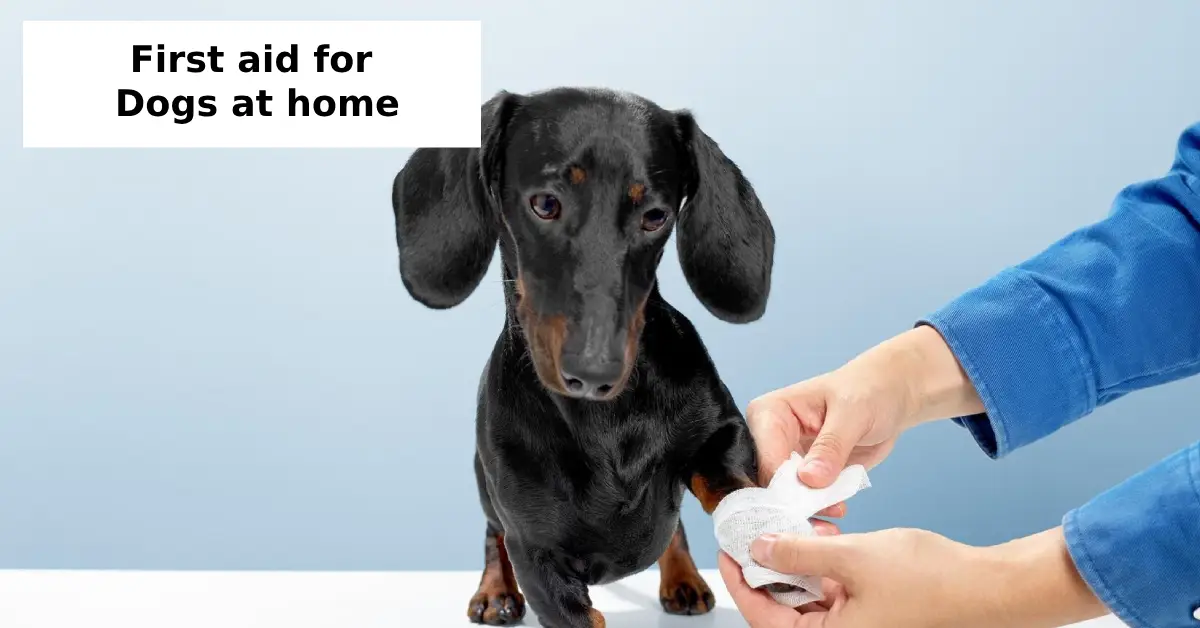 first aid for dogs at home