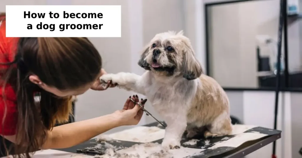 how to become a dog groomer