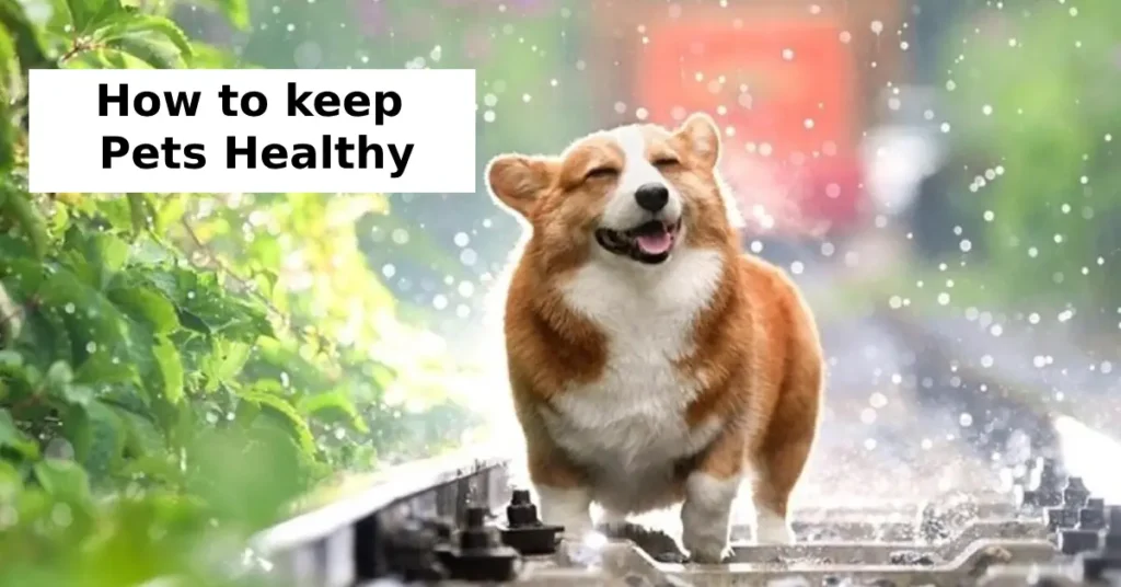 how to keep pets healthy