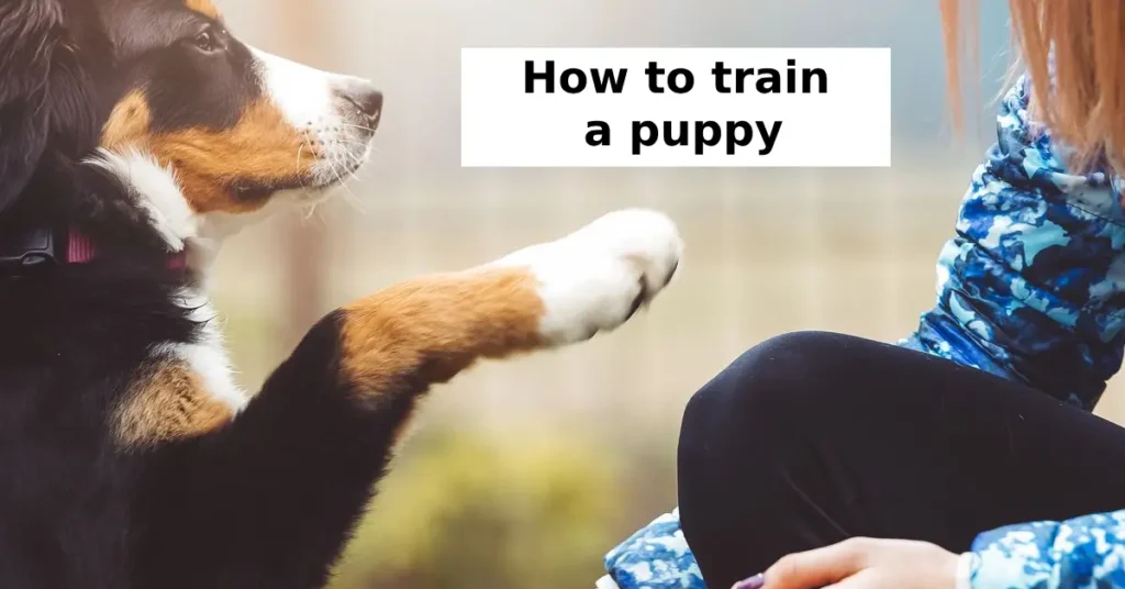 How Can You Train Your Puppy Effectively