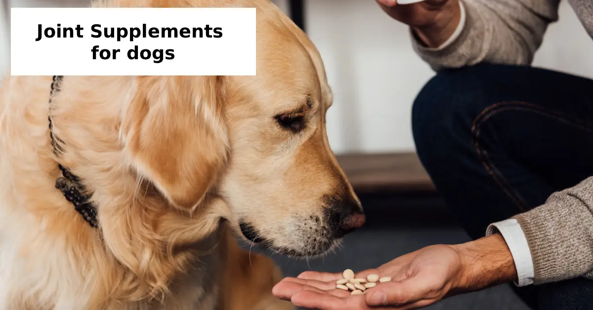 joint supplements for dogs