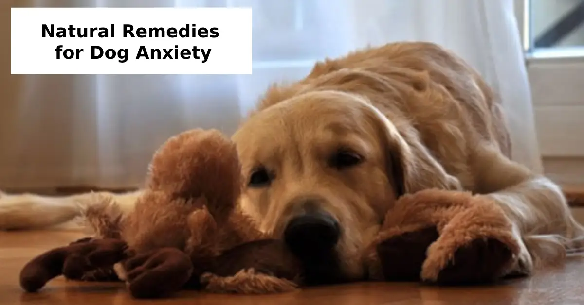 natural remedies for dog anxiety