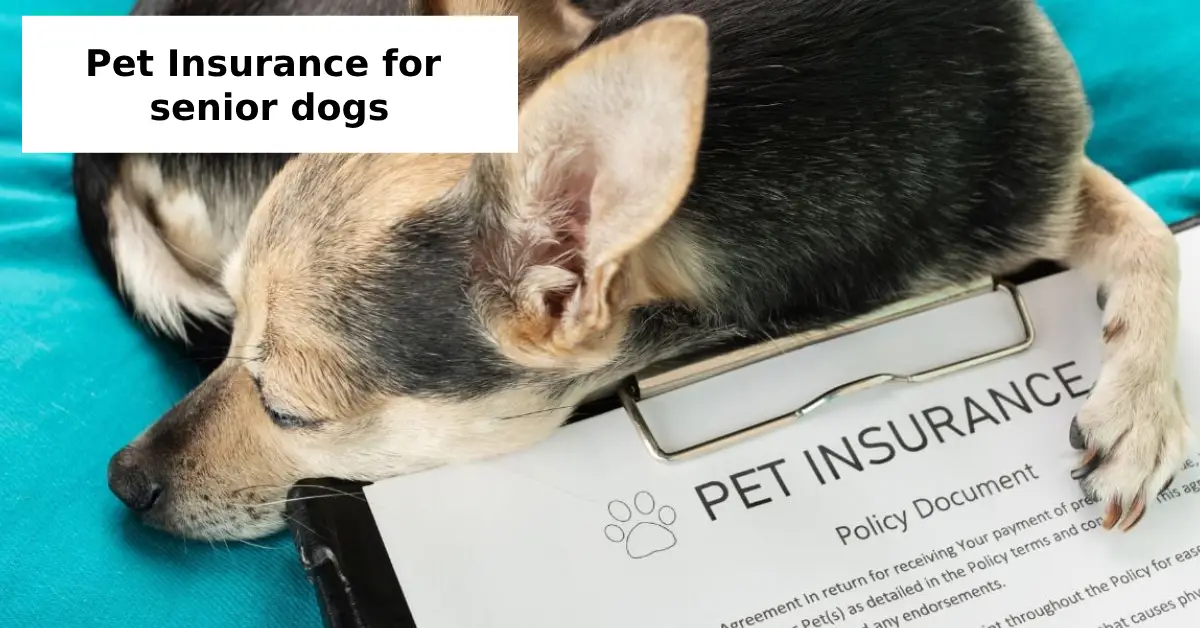 pet insurance for senior dogs