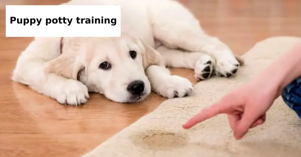 What Is the Best Potty Training Schedule for Puppies