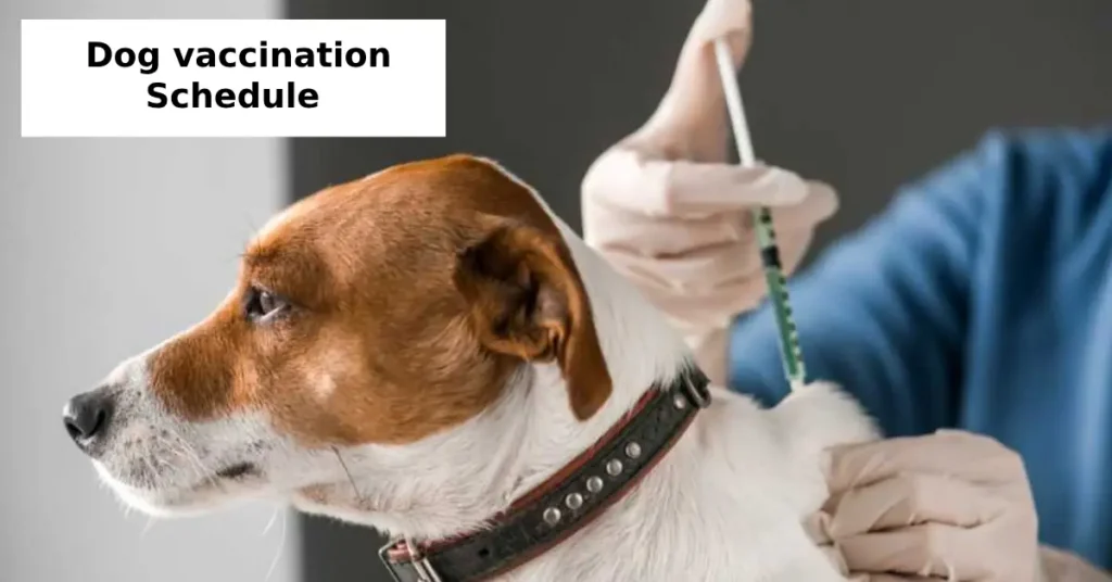dog vaccination schedule USA