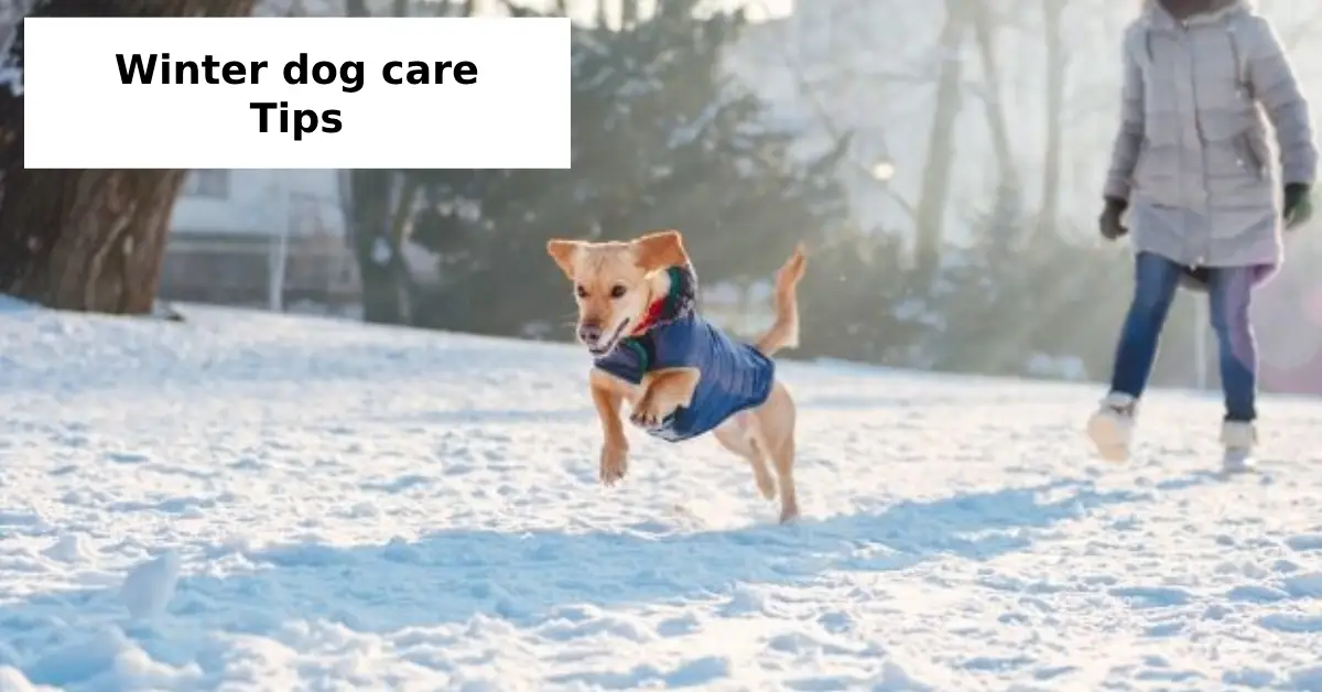 winter dog care