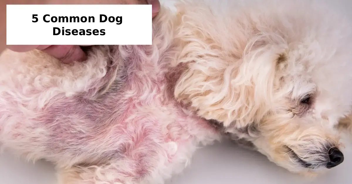 5 Common Dog Diseases