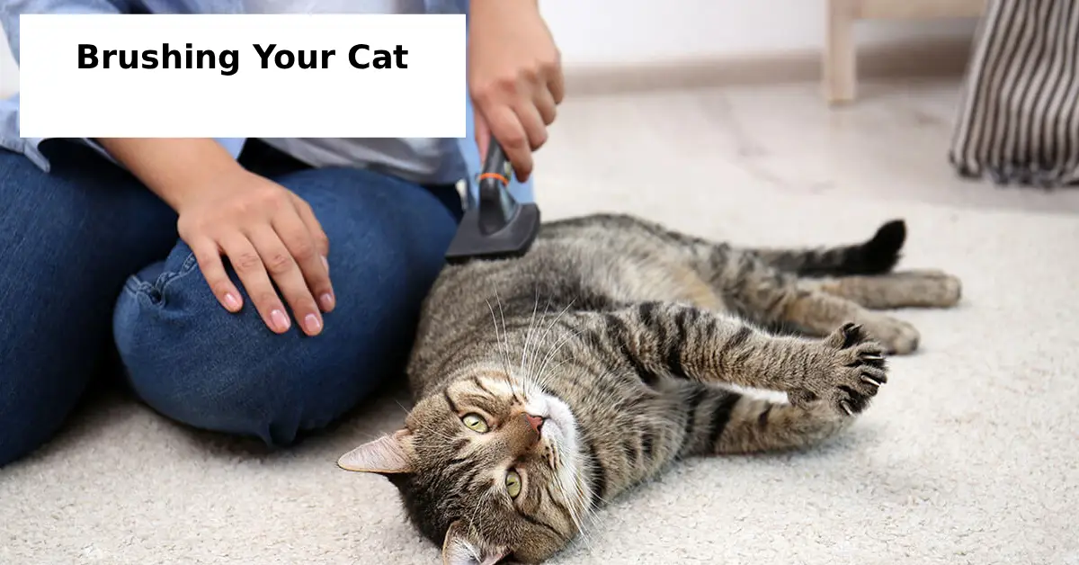 Brushing Your Cat