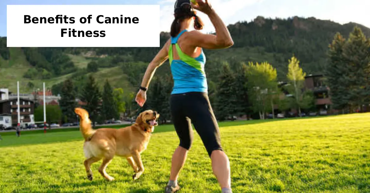 Canine Fitness