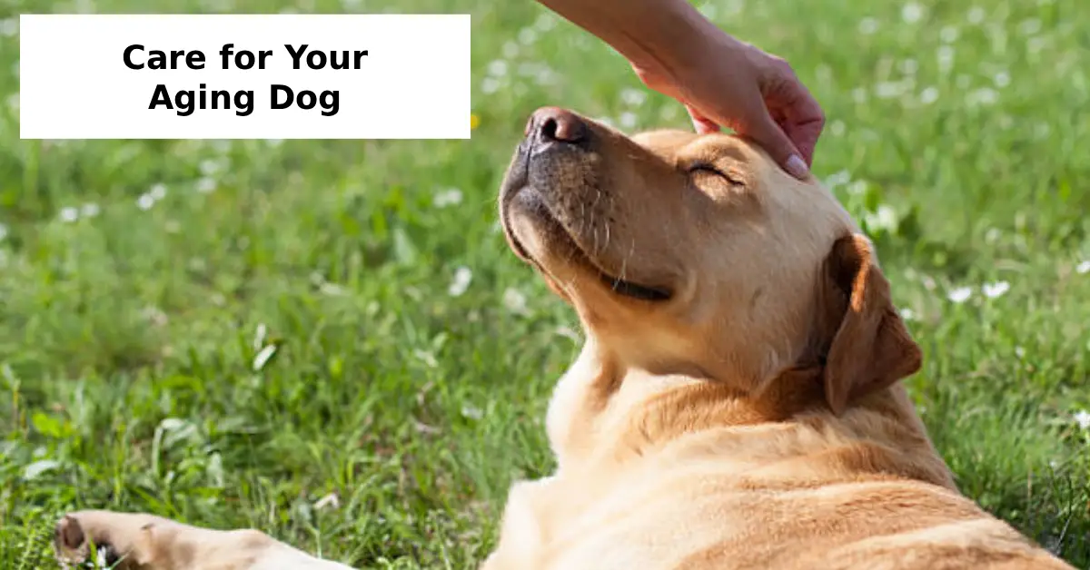 Care for Your Aging Dog