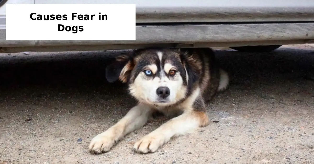 Causes Fear in Dogs