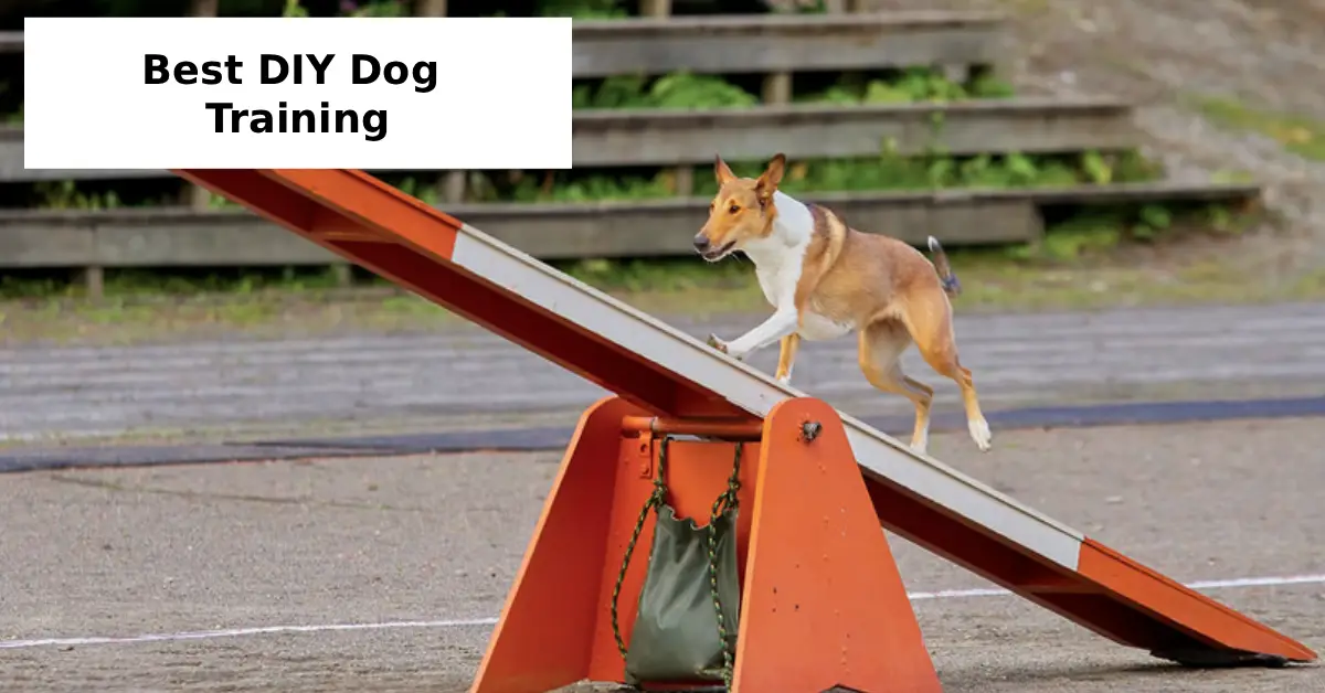 DIY Dog Training