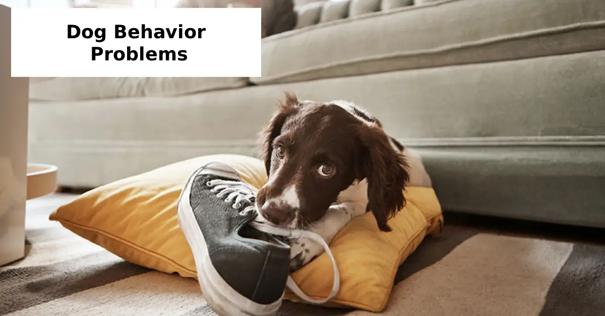 Dog Behavior Problems