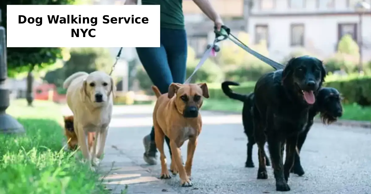 Dog Walking Service