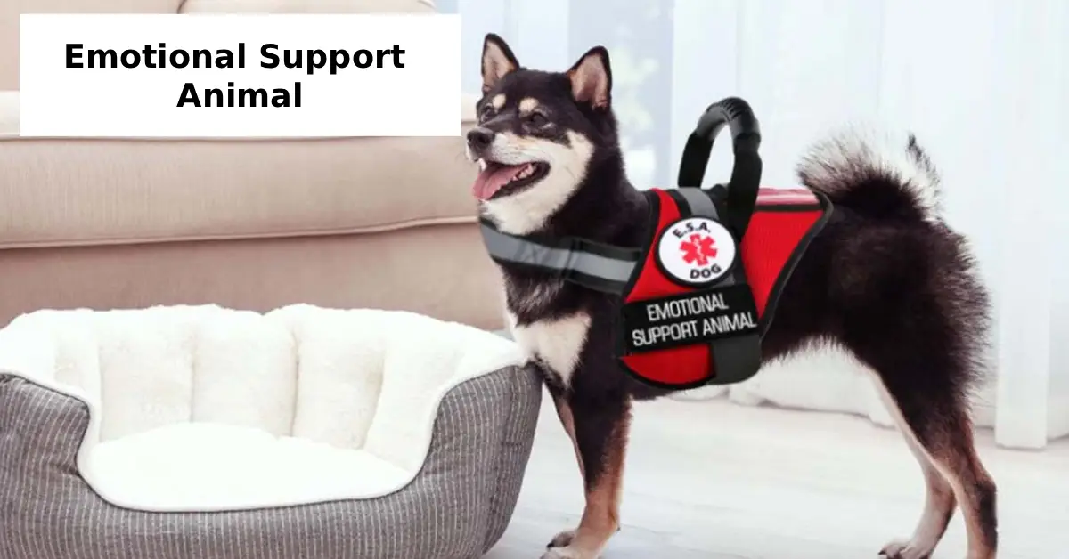 Emotional Support Animal