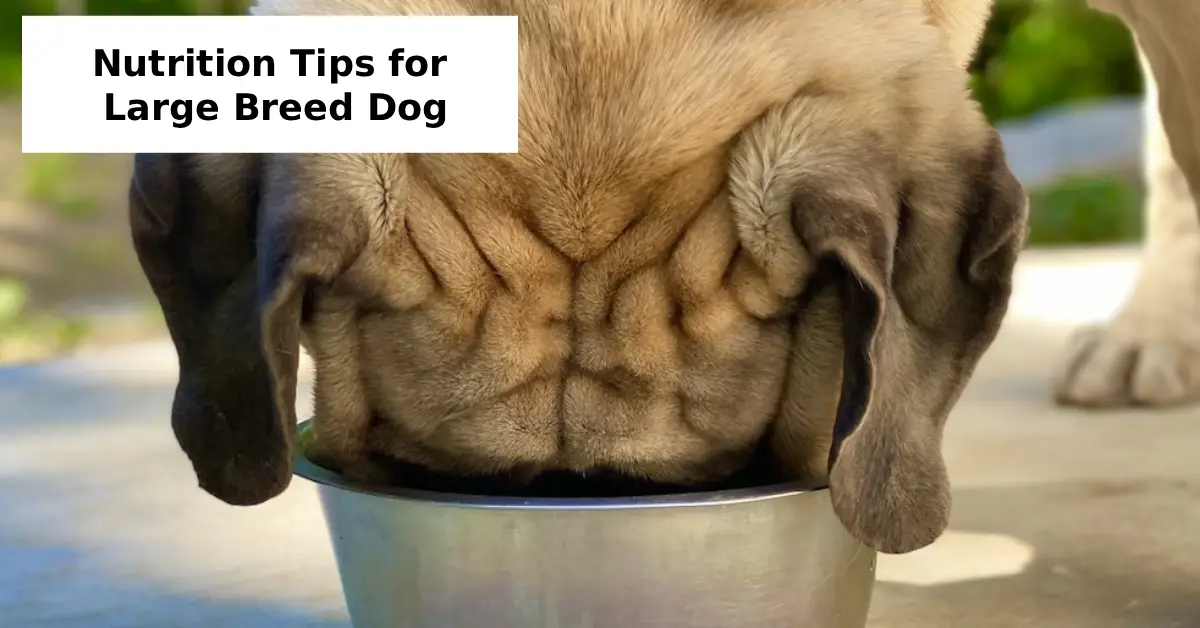 Nutrition Tips for Large Breed Dog