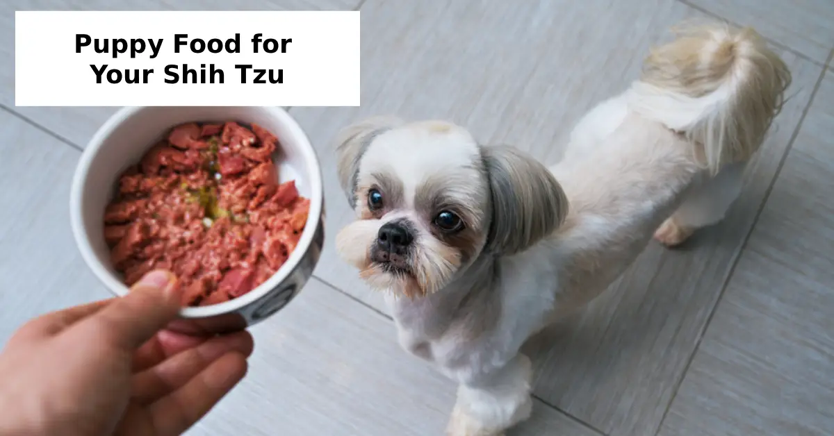 Puppy Food for Your Shih Tzu