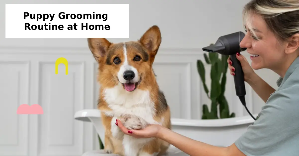 Puppy Grooming Routine at Home