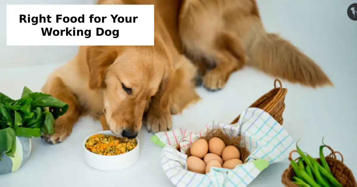 Right Food for Your Working Dog
