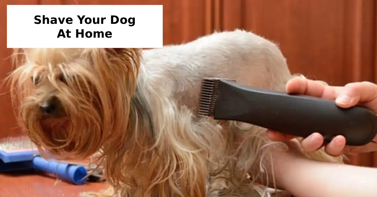 Shave Your Dog