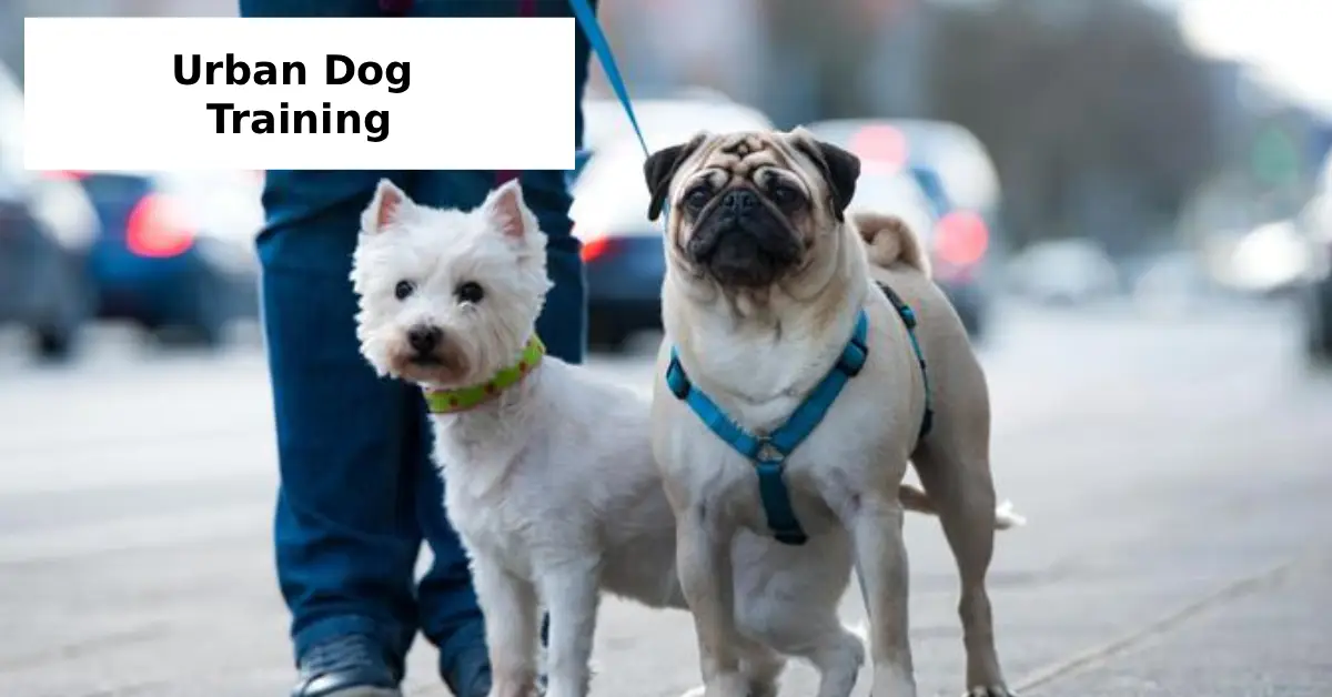 Urban Dog Training