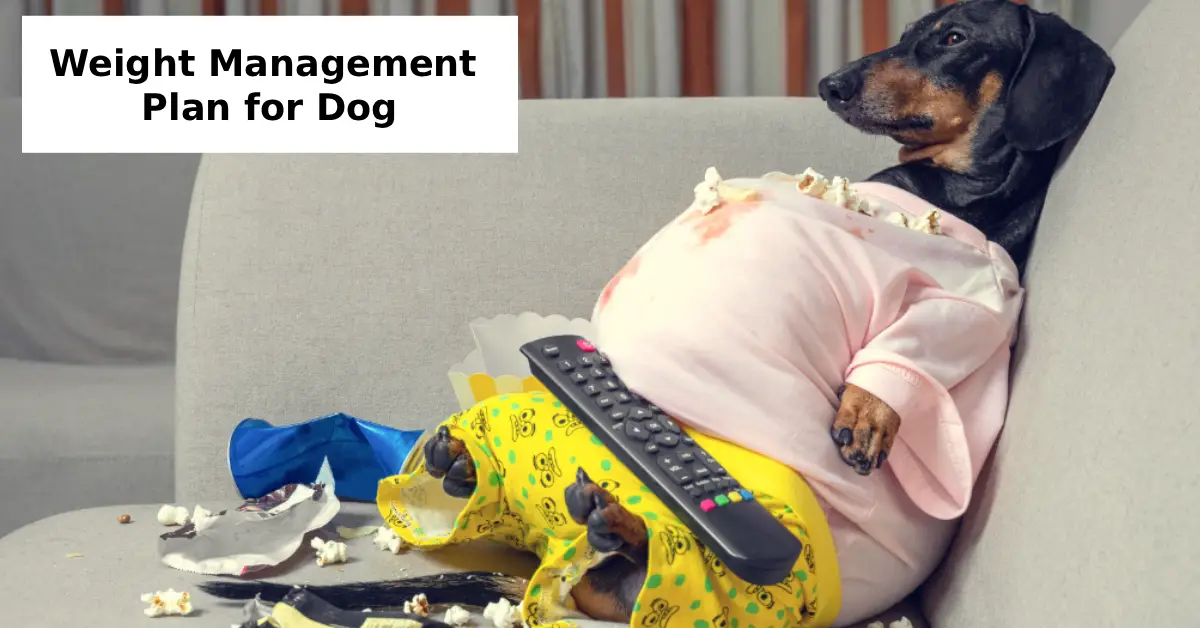 Weight Management Plan for Your Dog